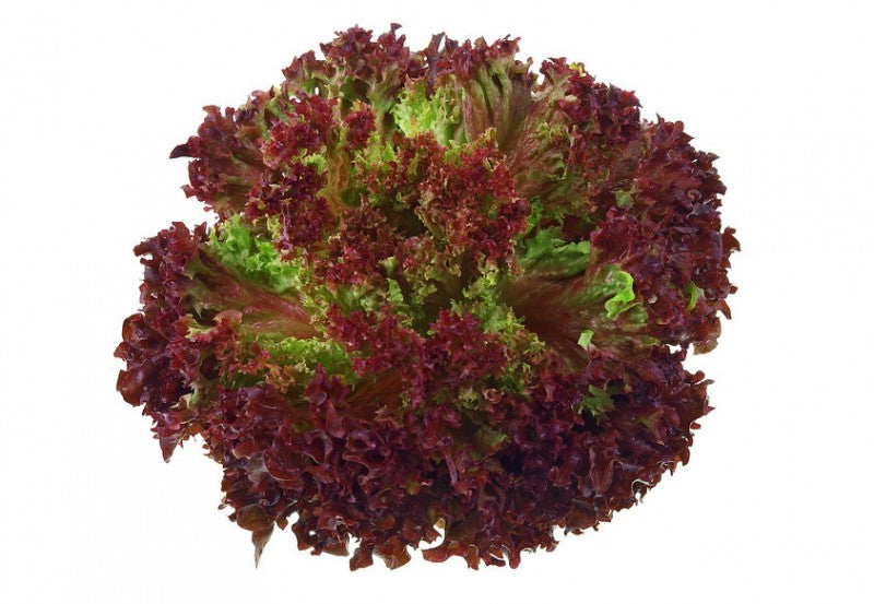 Solata Lollo Rosso / 1 kos
