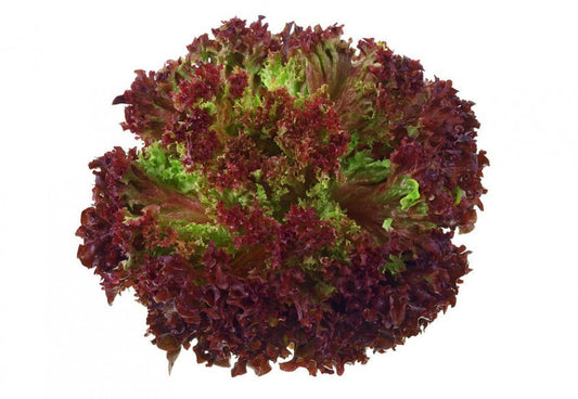 Solata Lollo Rosso / 1 kos